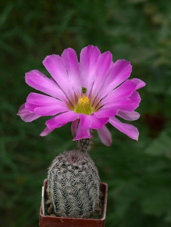 Echinocereus bristolii, SB 463, Sonora